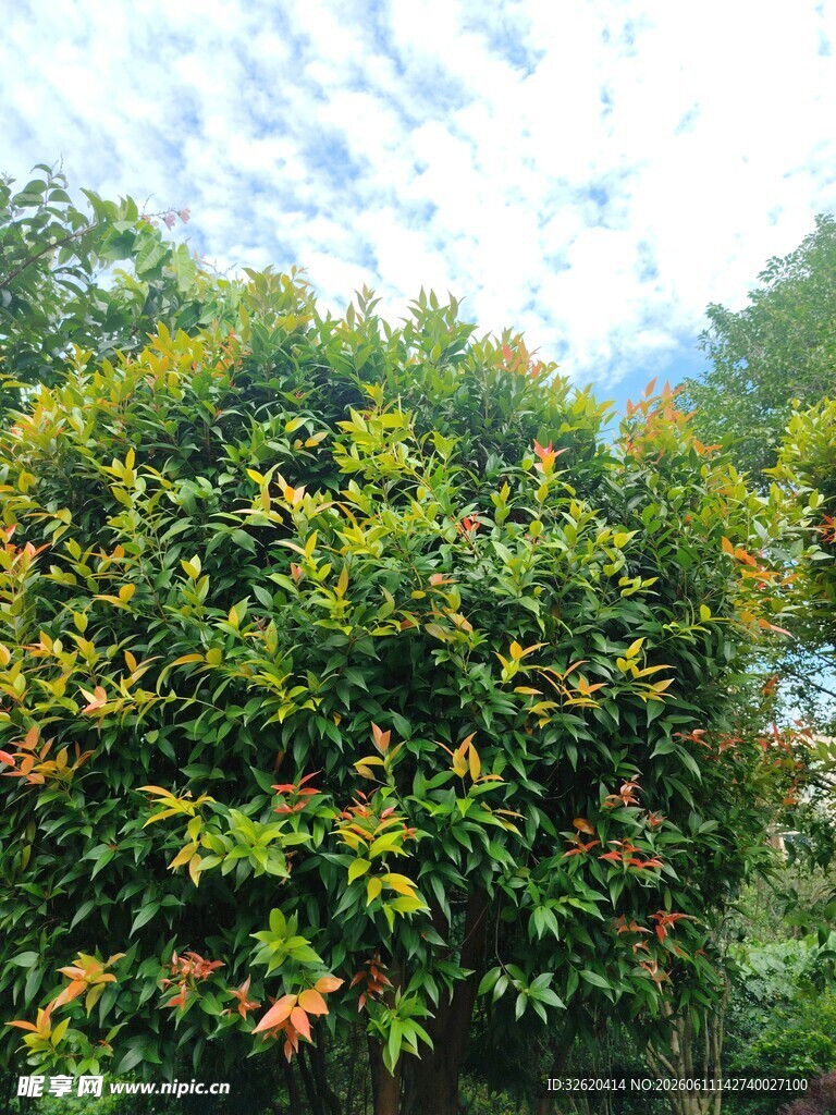 绿叶繁茂的生机植物景观