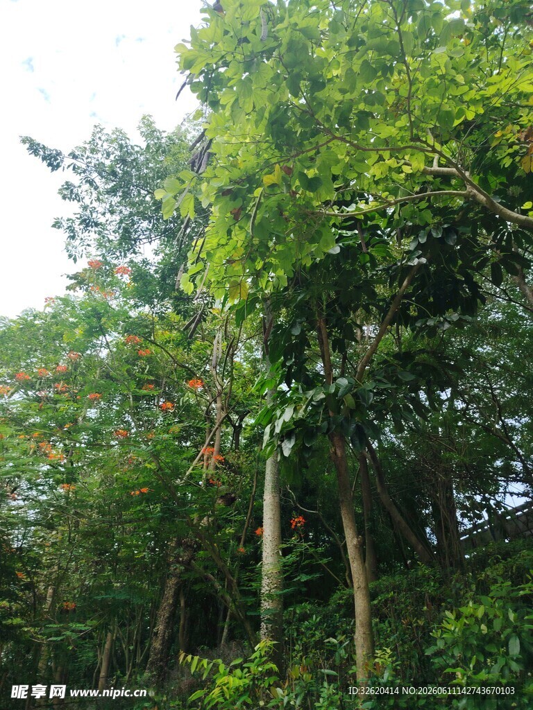 茂密森林中的葱郁树木