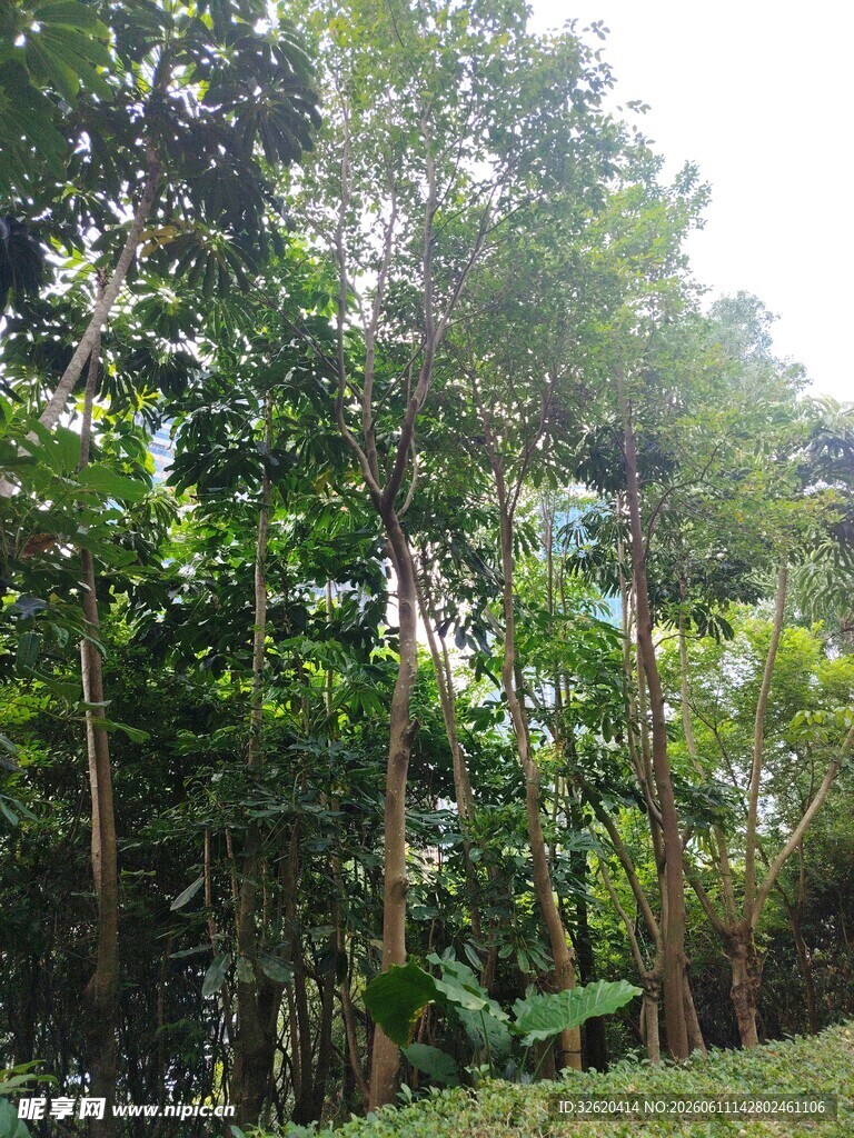 茂密森林绿意盎然景象
