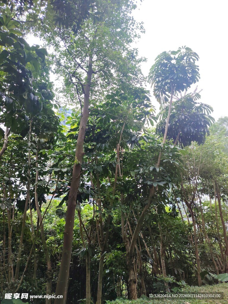 茂密繁茂的热带树林景观