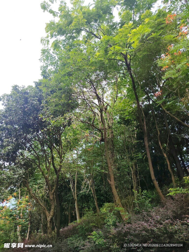 茂密山林绿意盎然