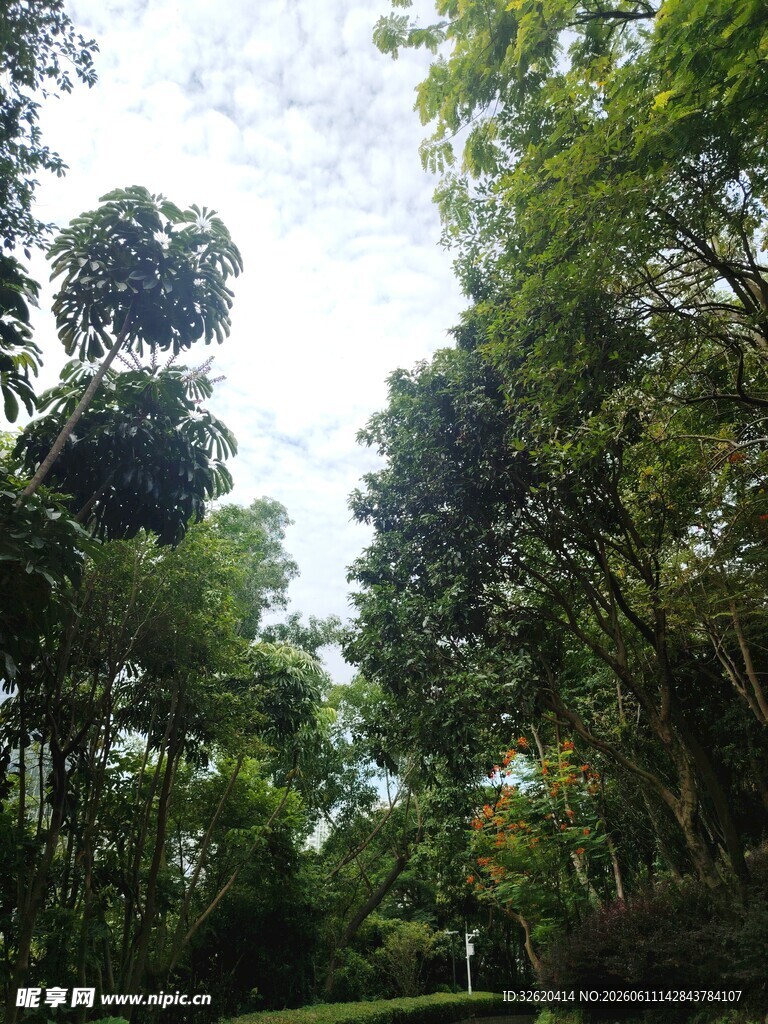 茂密丛林绿意盎然景象