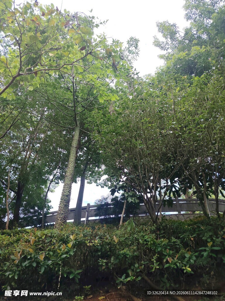 绿树成荫的户外景致