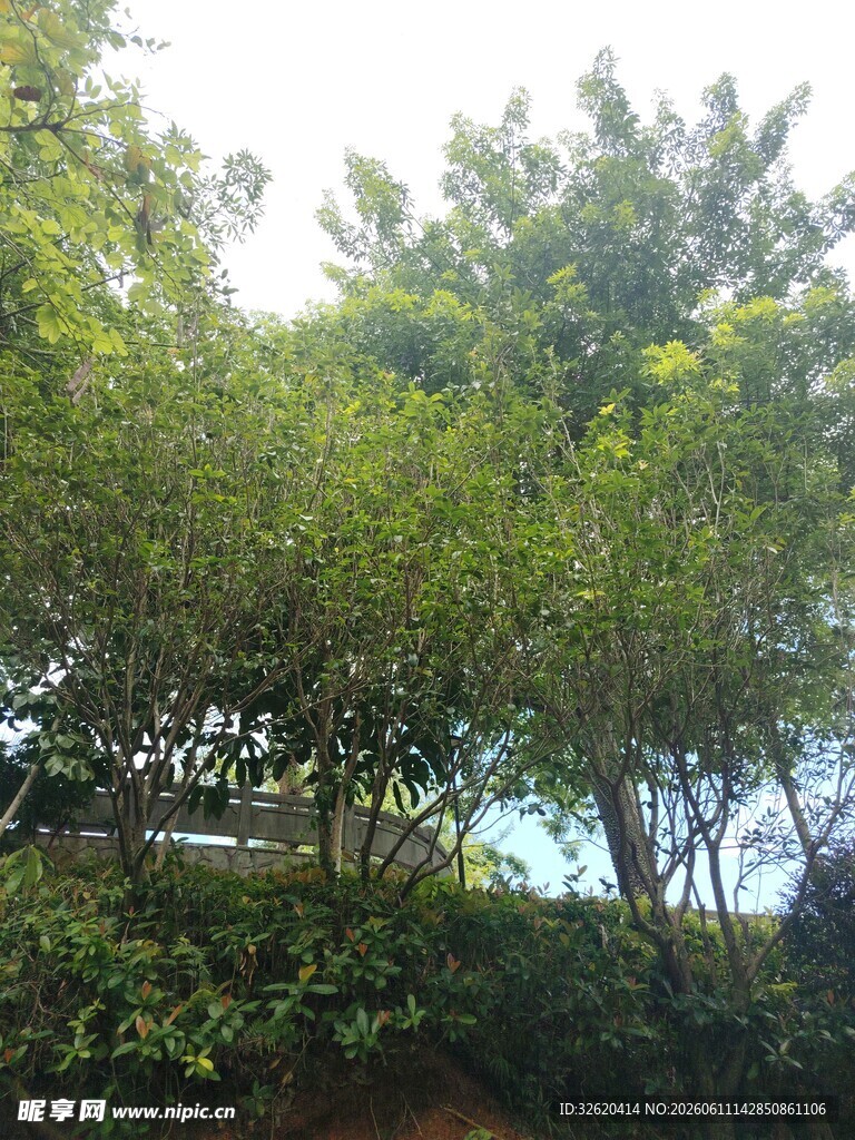 郁郁葱葱的树林景观
