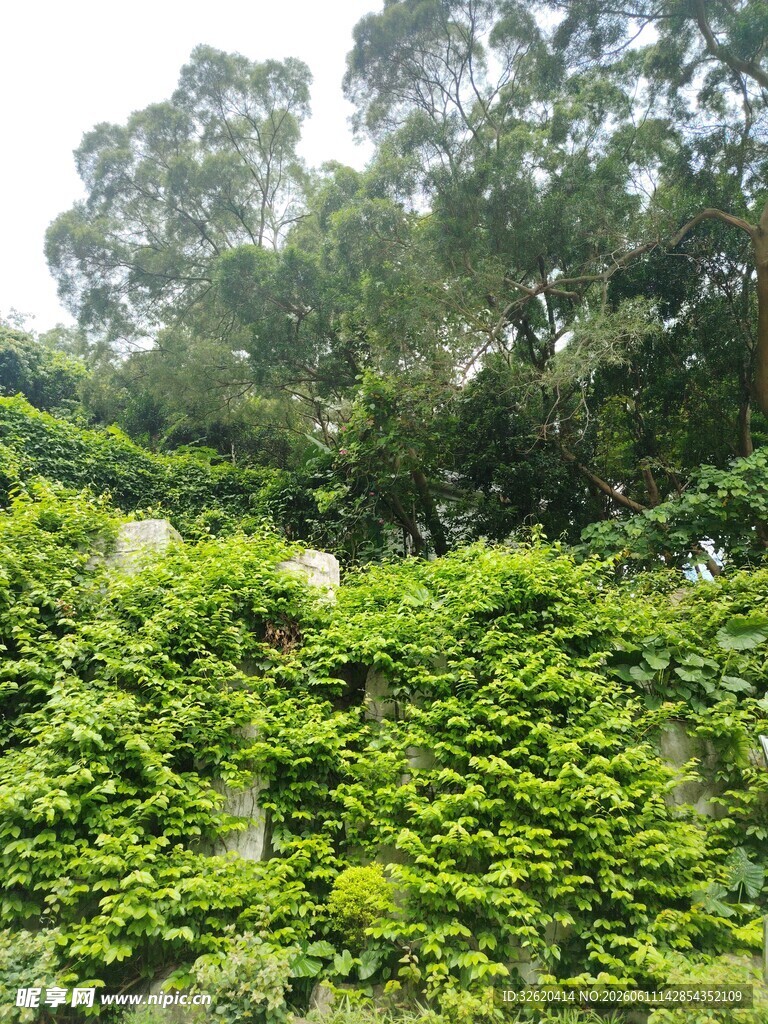 绿意盎然的藤蔓覆盖景象