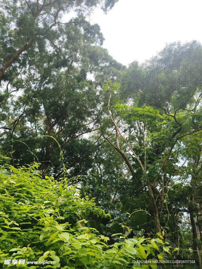 茂密丛林绿意盎然