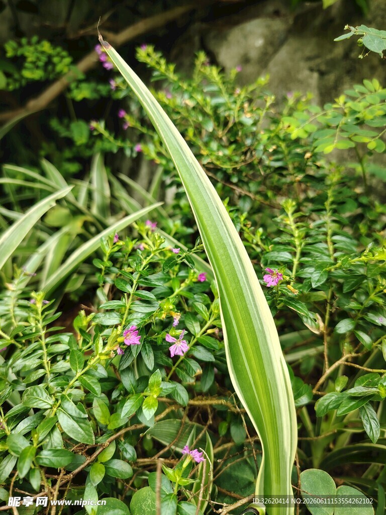 翠绿带纹植物
