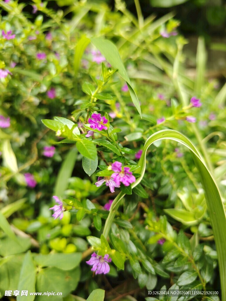 绿叶丛中的娇艳紫花