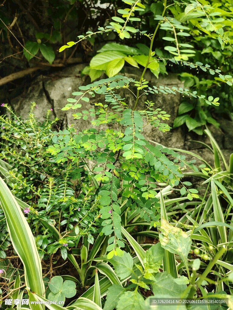 繁茂绿植