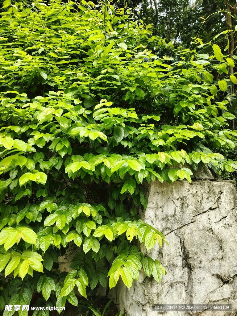 石墙上的翠绿爬藤植物