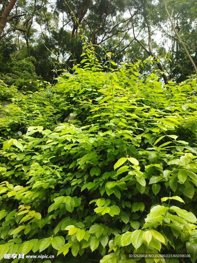 茂密绿植景观