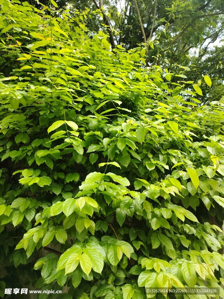 翠绿繁茂的爬藤植物