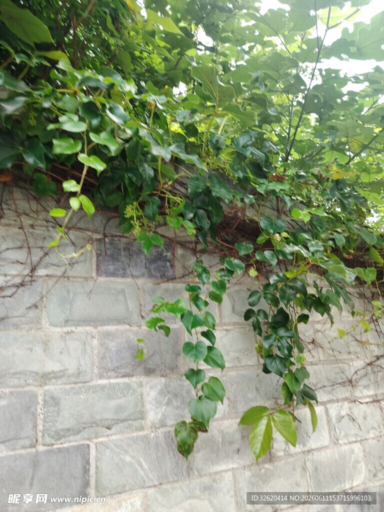 砖墙攀附的翠绿藤蔓