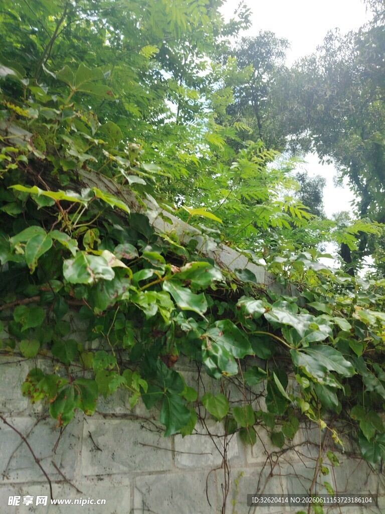 墙上繁茂的绿色藤蔓植物