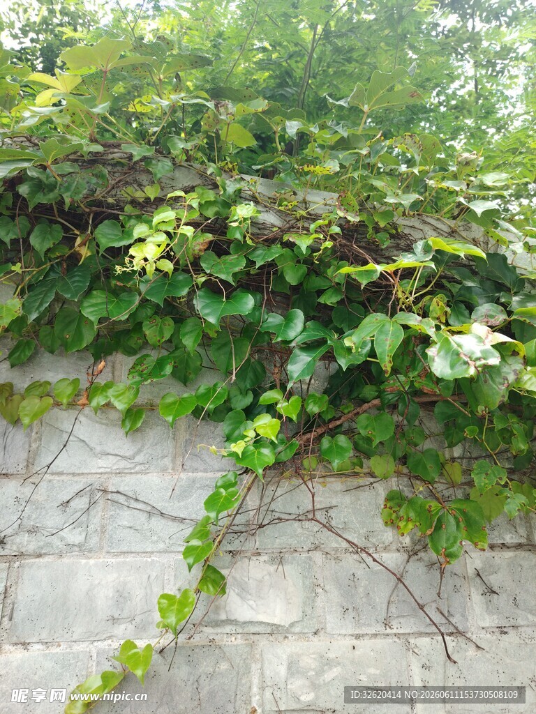 石墙上蔓延的翠绿藤蔓