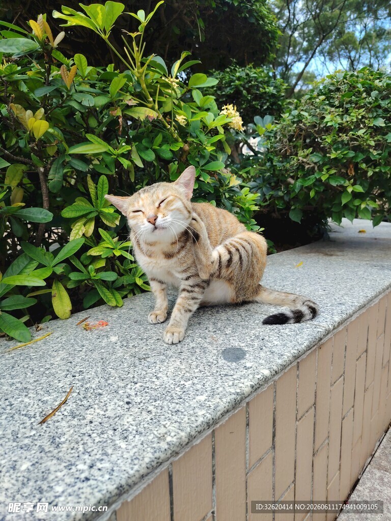 墙边休憩的可爱猫咪