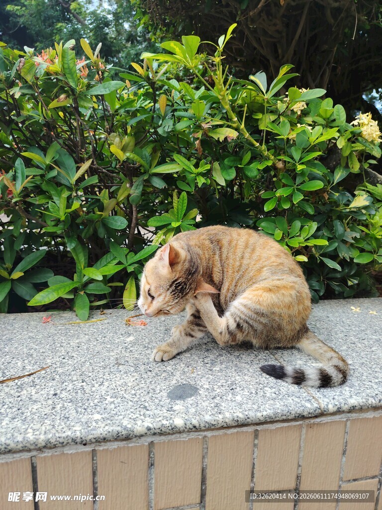 休憩的可爱猫咪
