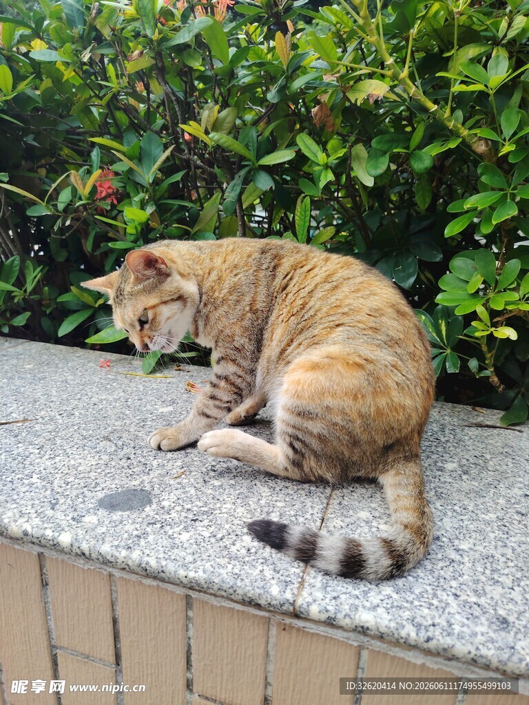 石台上休憩的猫咪