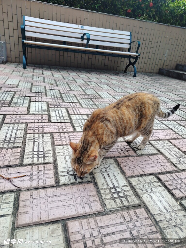猫咪在铺砖地面嗅闻