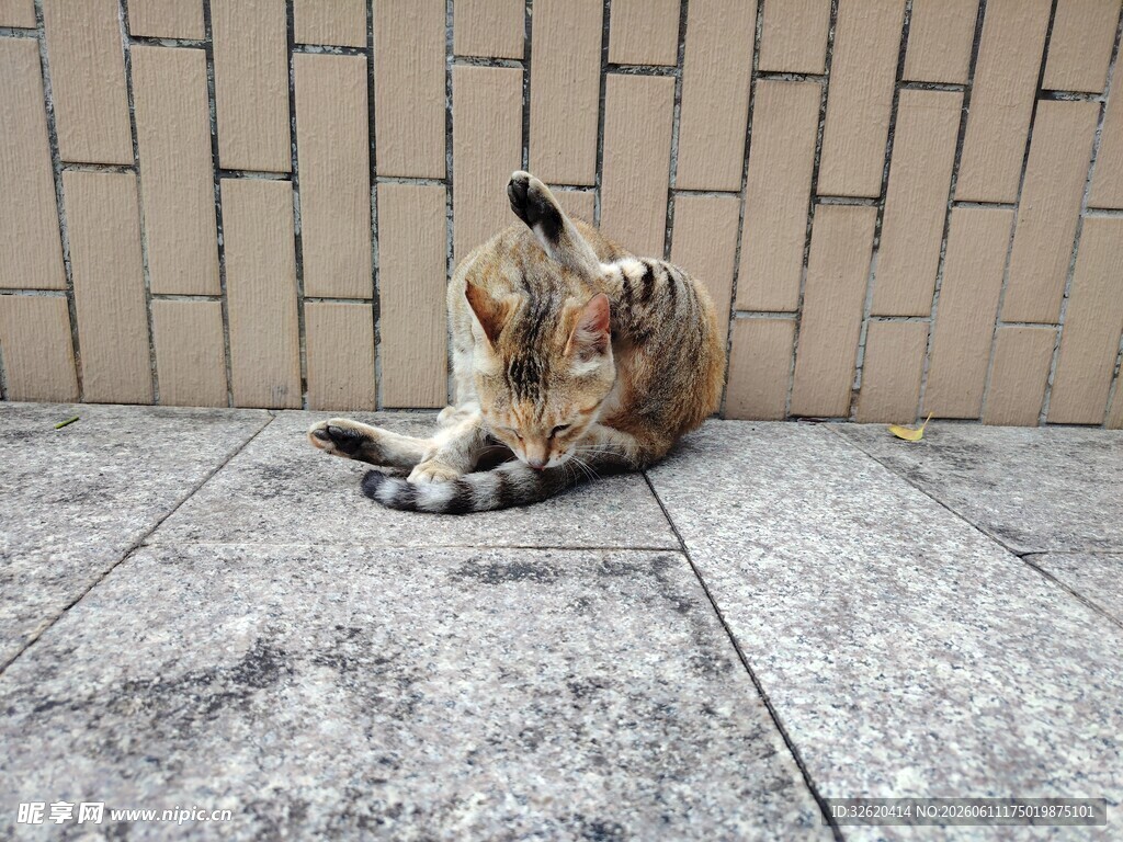 墙边休憩的猫咪