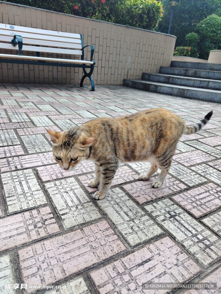 户外漫步的猫咪
