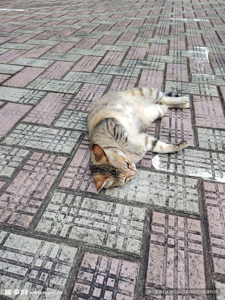 路边熟睡的猫咪