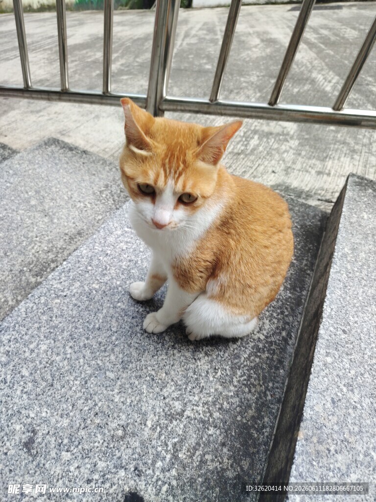 台阶上的橘白小猫