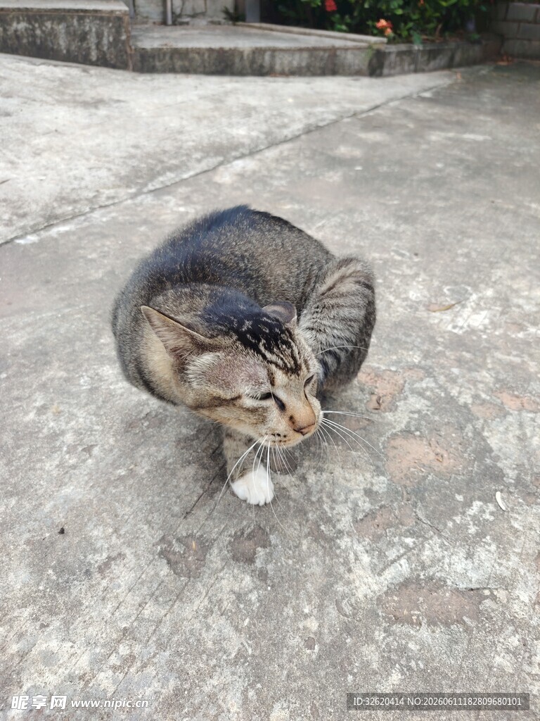 蹲坐的可爱猫咪