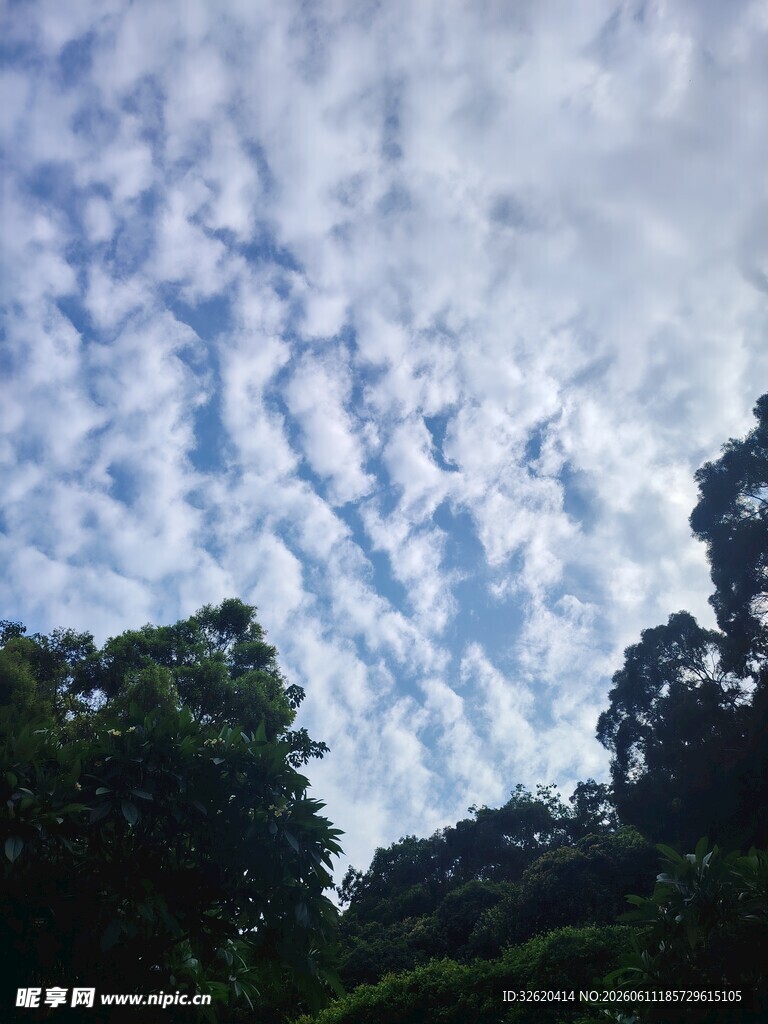 蓝天白云下的葱郁树林