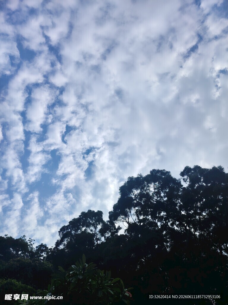 蓝天白云下的繁茂树林