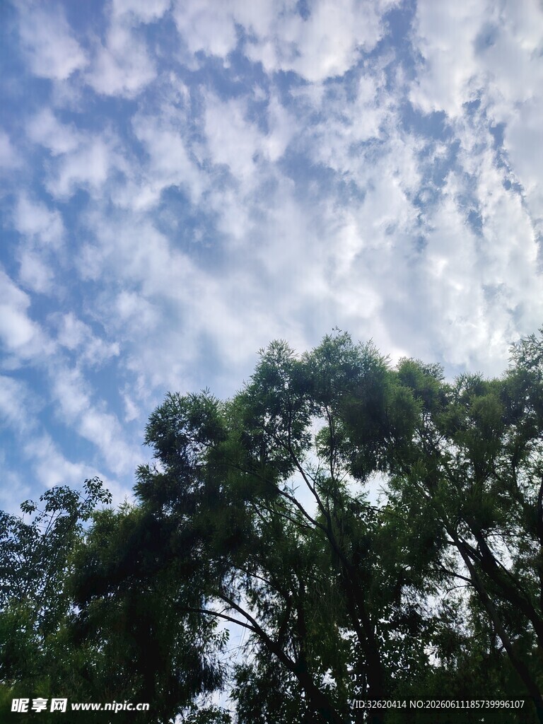 蓝天绿树间的云朵美景