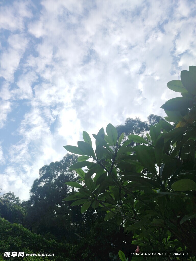 阳光透过枝叶的天空美景