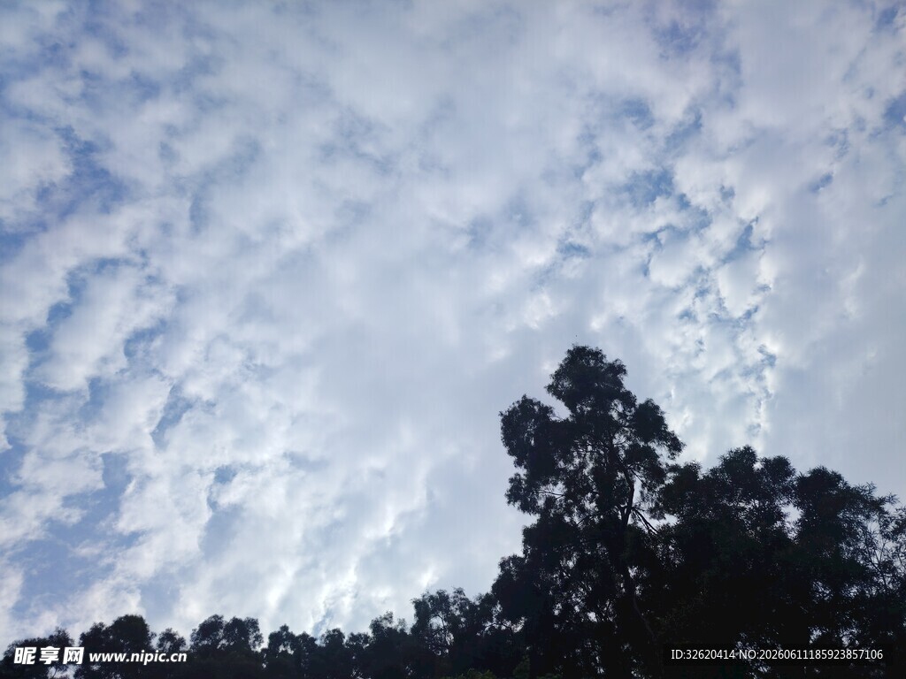 天空下的树木