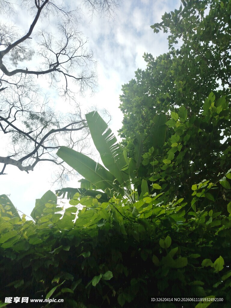 绿意盎然的繁茂植物景象