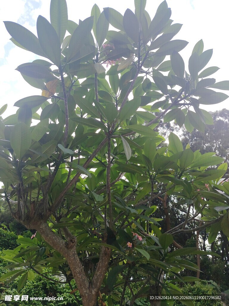 绿叶繁茂的高大树木