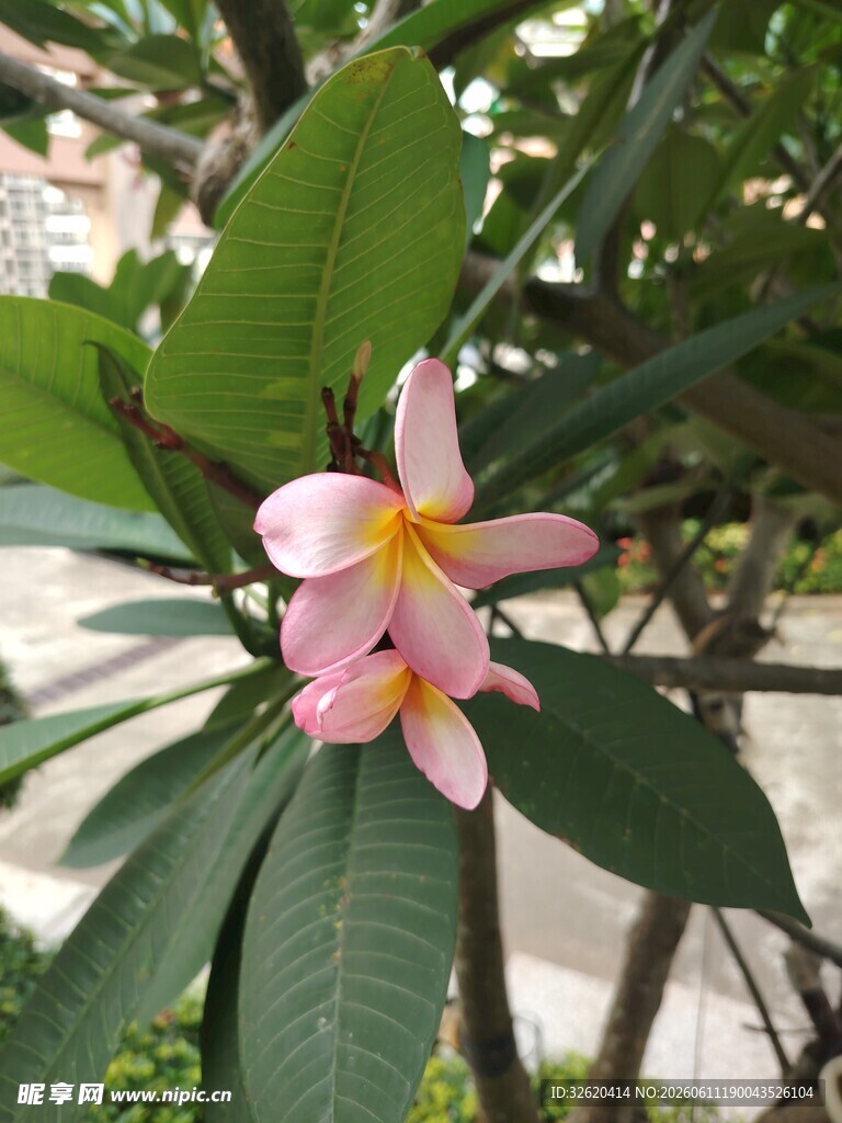 娇艳鸡蛋花绽放绿叶间