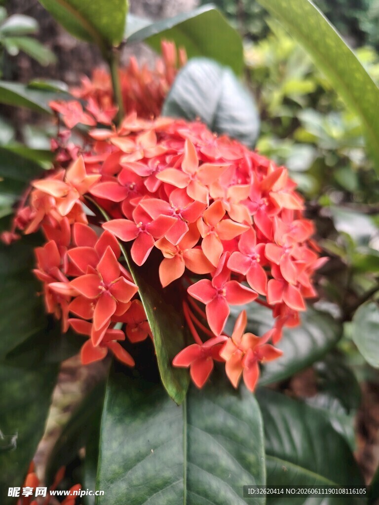 鲜艳红色龙船花绽放