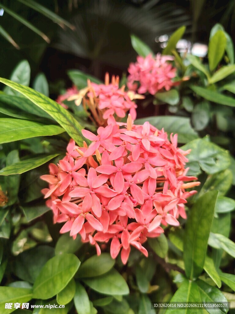 娇艳龙船花绽放绿意间
