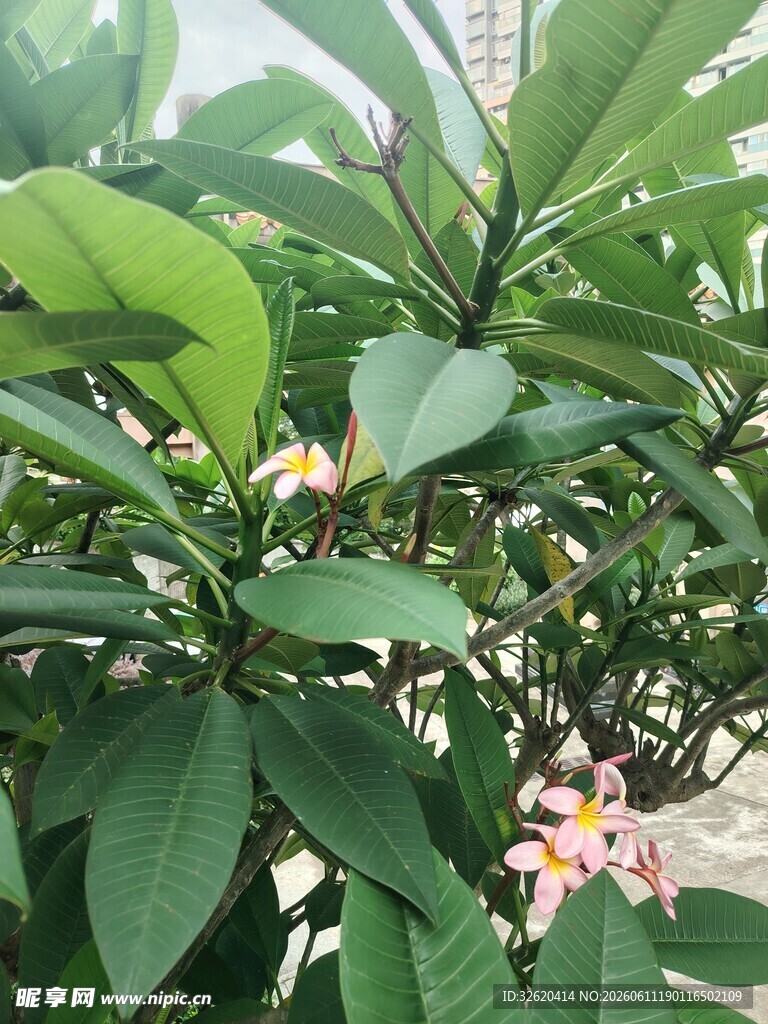 绿叶间绽放的鸡蛋花