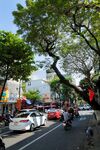 城市街道绿树成荫景象