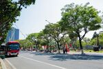 城市林荫大道公交景象