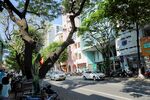 街道旁绿树成荫的城市景象