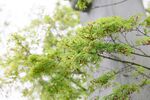 嫩绿新枝展春意