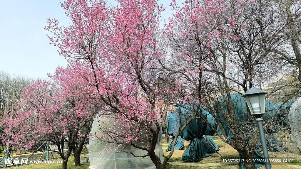 春日烂漫  繁花似锦