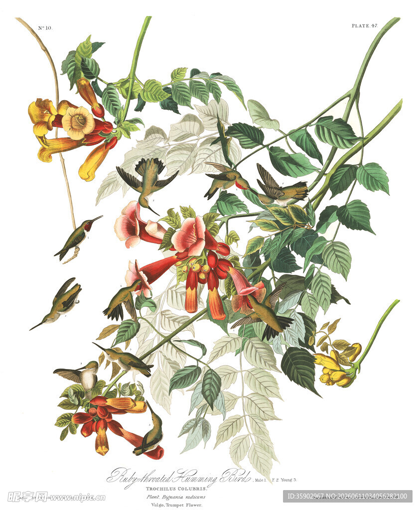 复古风花鸟植物绘画图