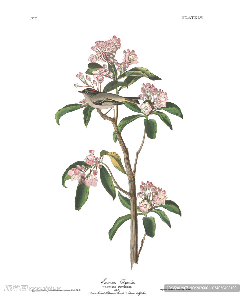 手绘粉色花卉植物图