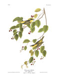 枝头绿叶红果植物插画