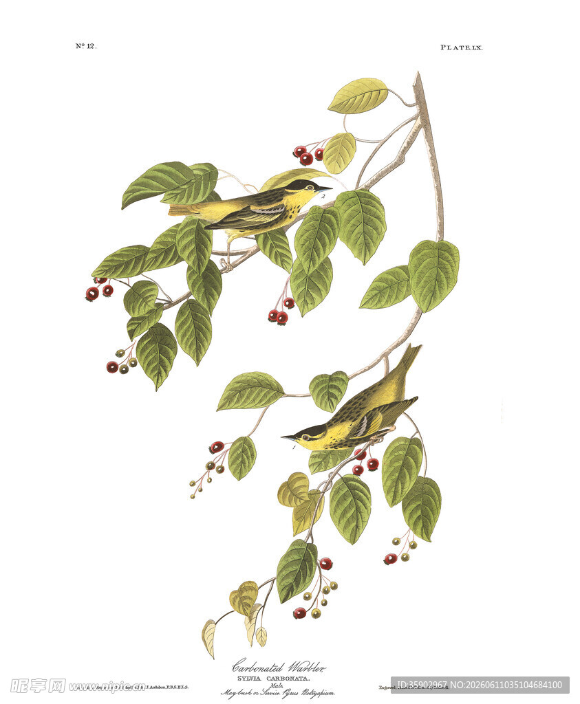 枝头绿叶红果植物插画