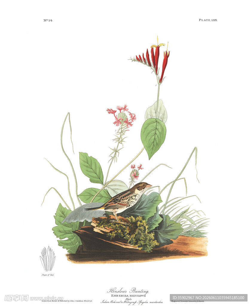 复古风植物插画