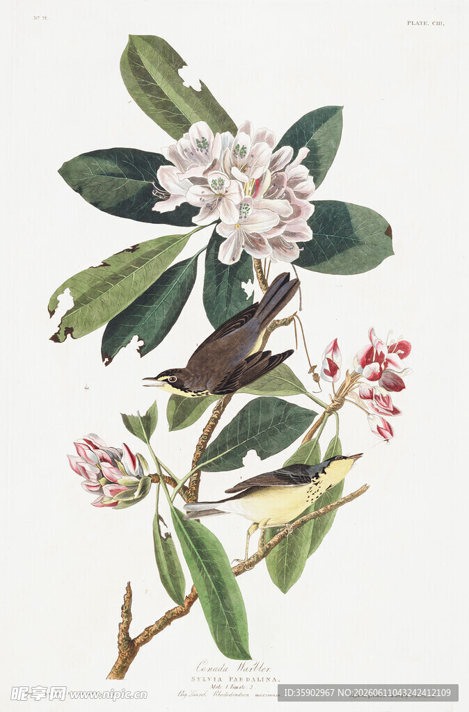 复古风花卉植物绘画作品